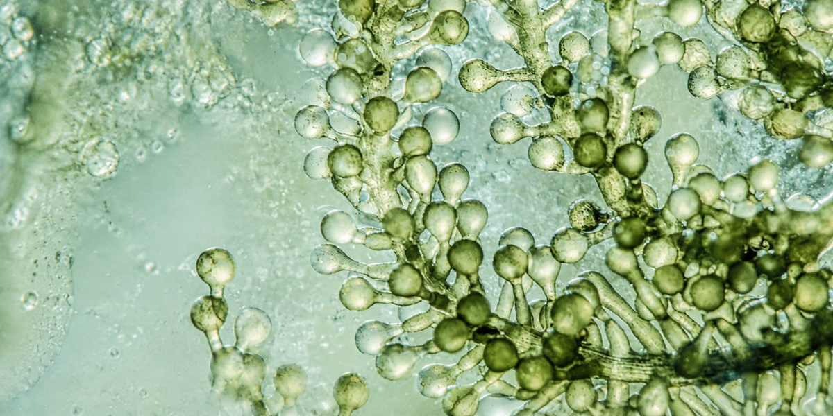 Algae Extract