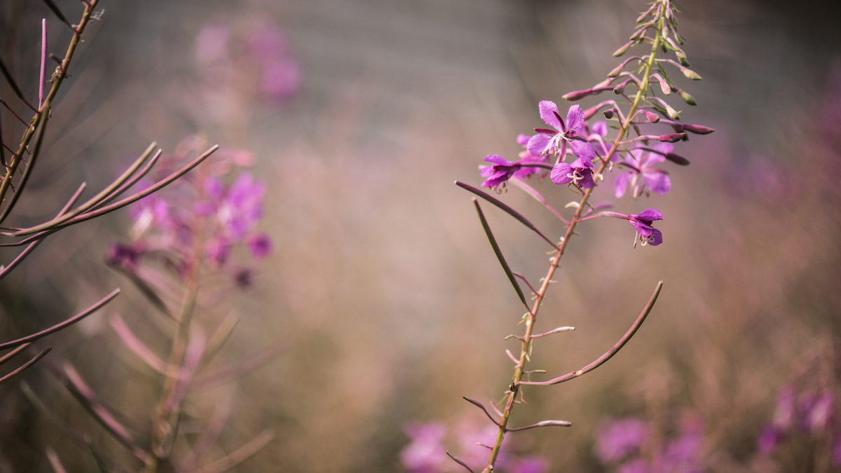 Rosebay Extract